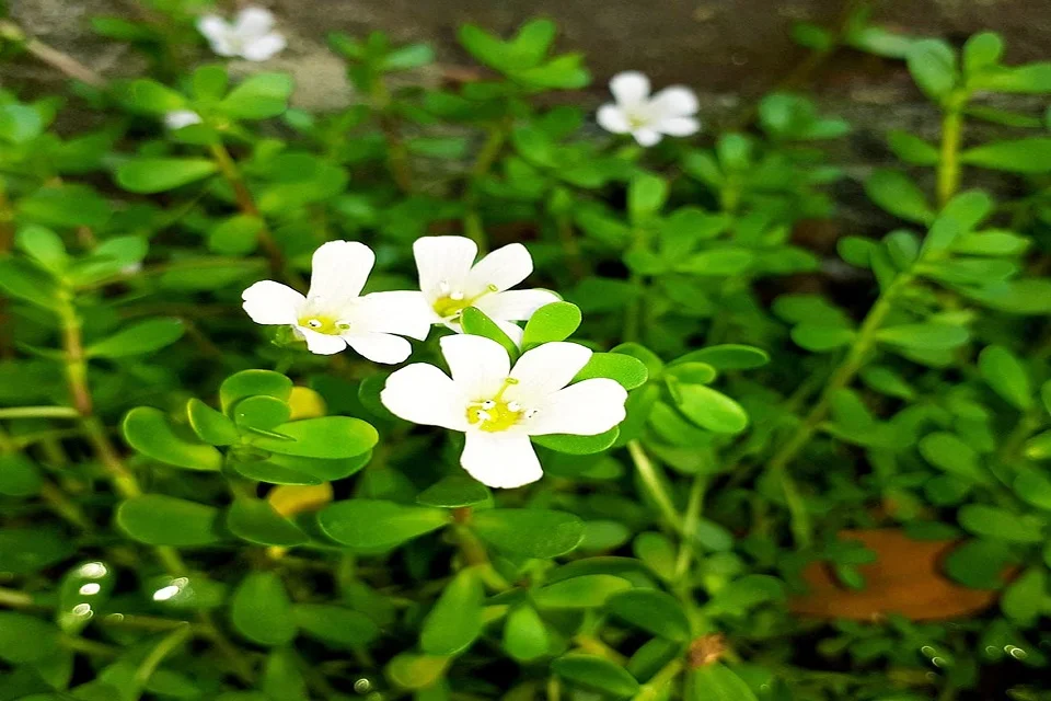Bacopa monnieri