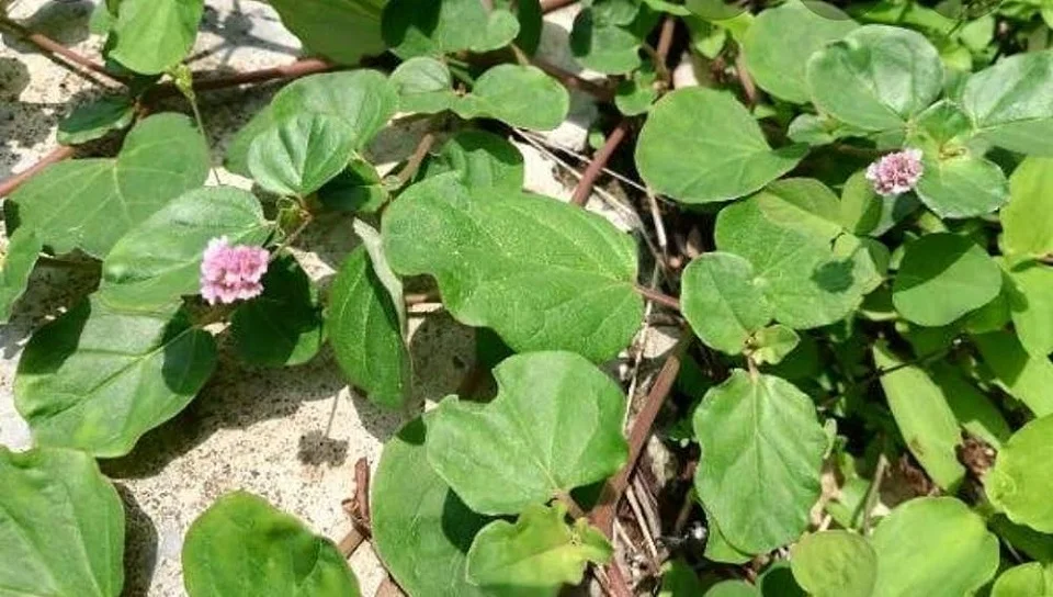 Boerhaavia diffusa