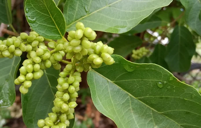 -Embelia-ribes