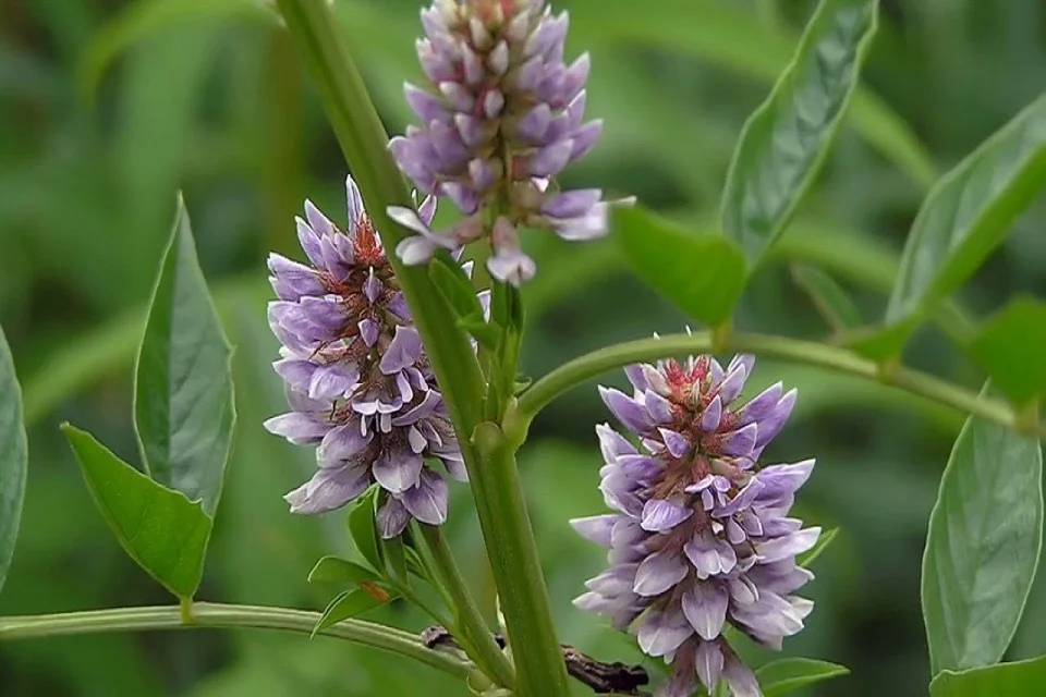 Glycyrrhiza-glabra