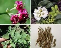 Punarnava-useful-part