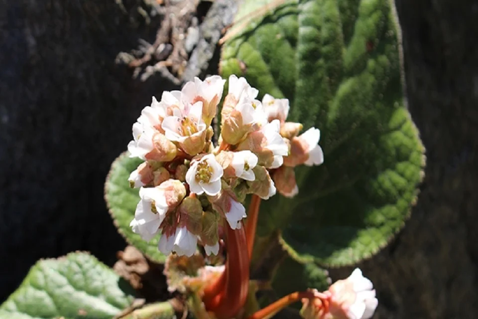 Bergenia-ciliata